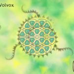 Volvox - Uma prévia de um jogo de quebra-cabeça engenhoso