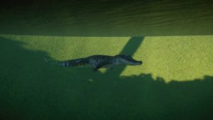 Planet Zoo – Wetland Animals Pack